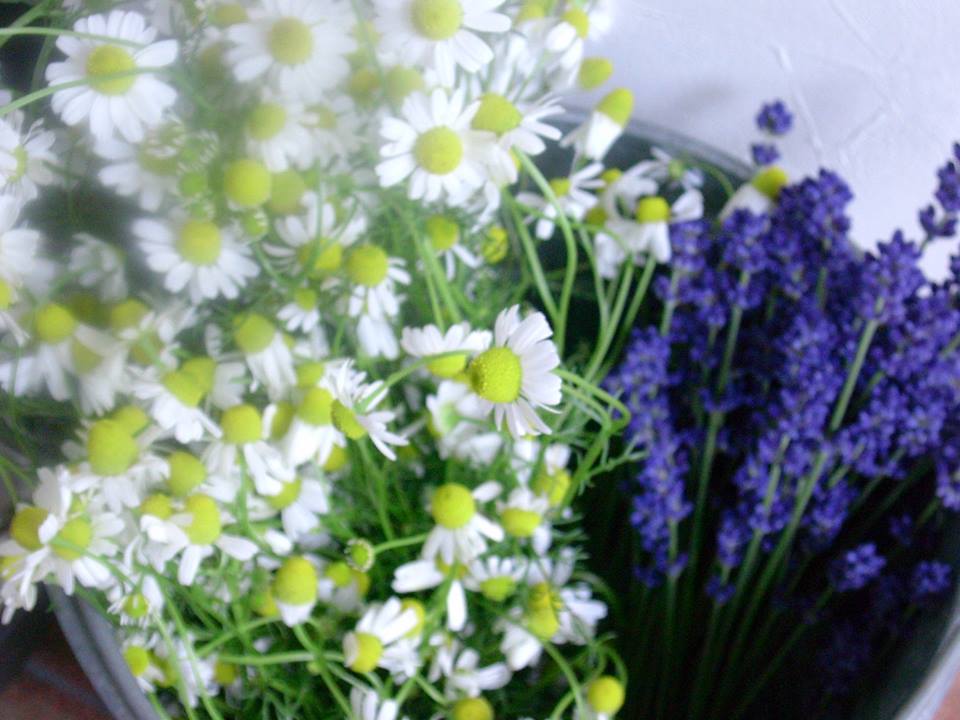 メディカルハーブセラピー